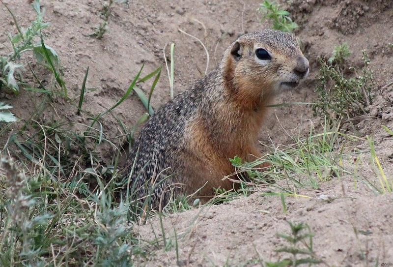 Крымский Степной суслик