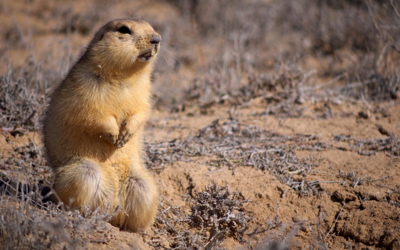 Суслик Диксон