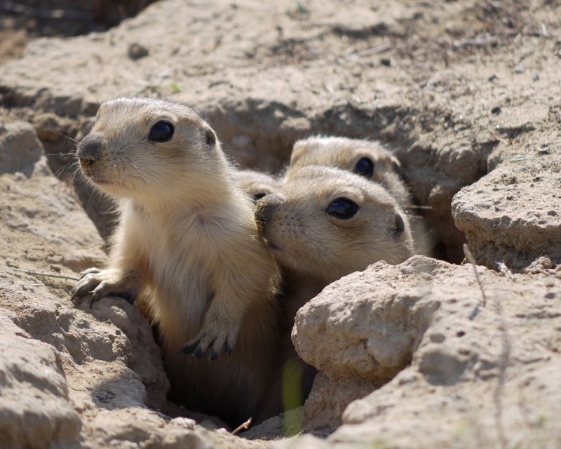Грызуны в пустыне