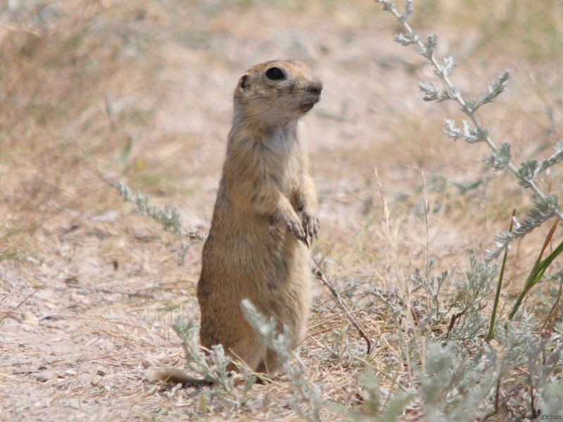 Тонкопалый суслик