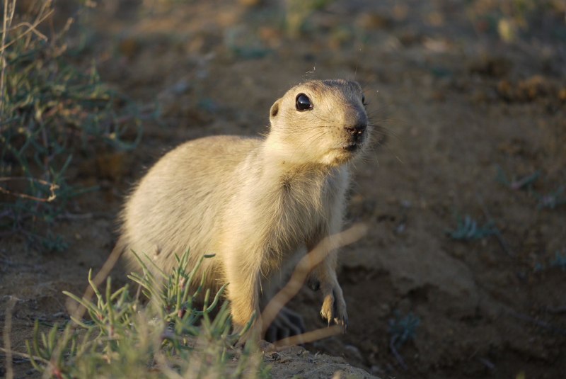 Айдахский суслик