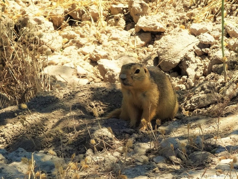 Суслик-песчаник (желтый)