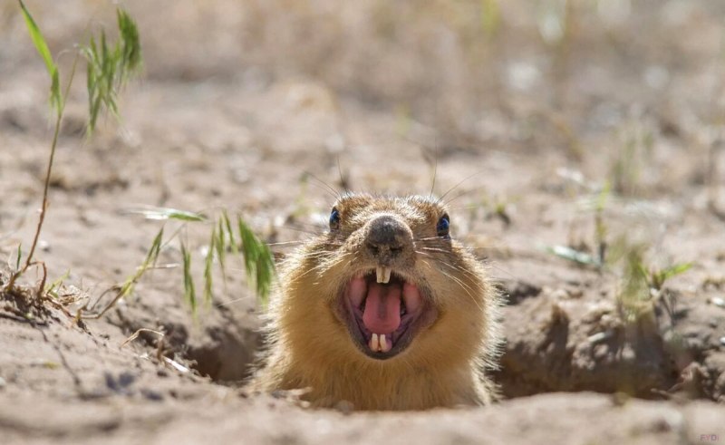 Крымский Степной суслик