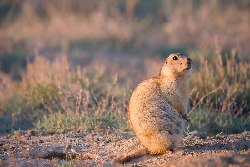 Суслик Степной