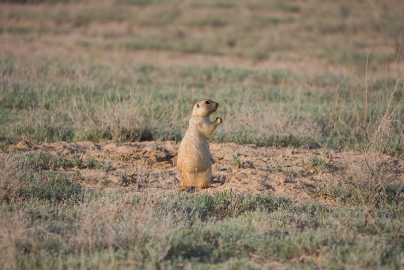 Ютасская Луговая собачка