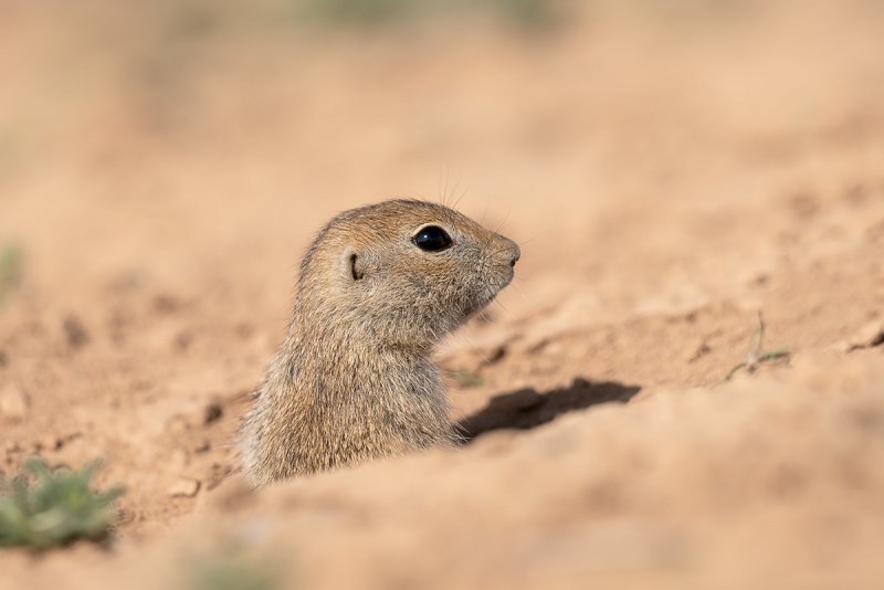 Суслик Степной Калмыкия