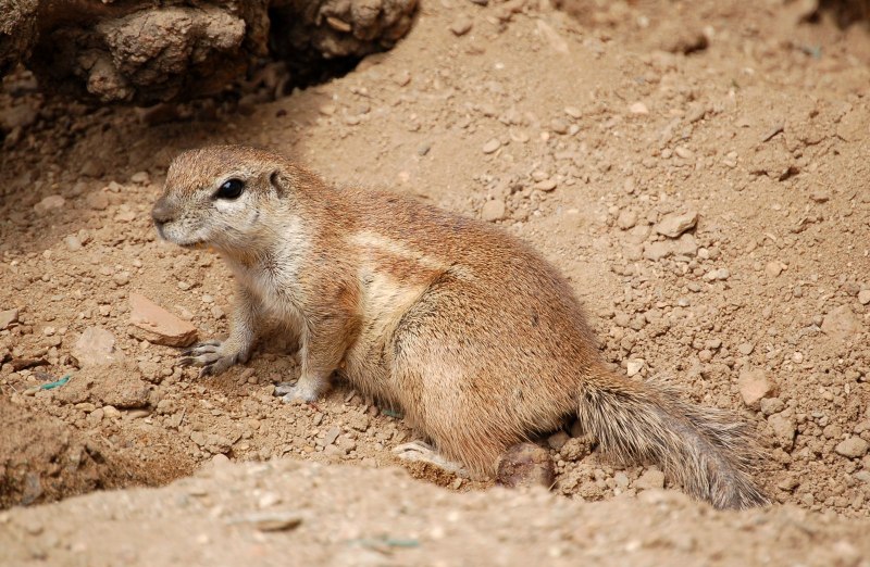Капская Земляная белка