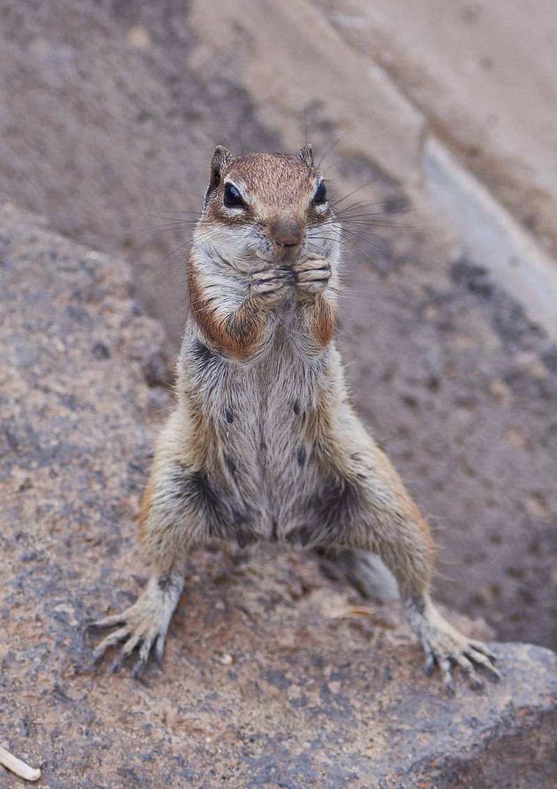 Суслик пустынный