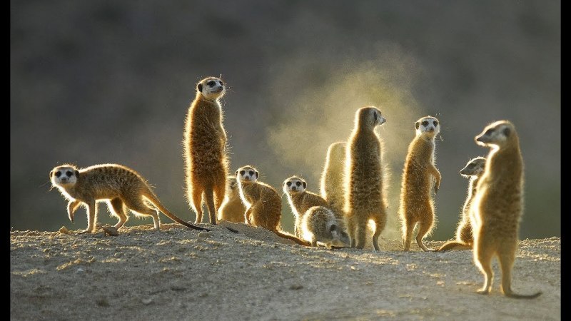 Животные пустыни сурикаты