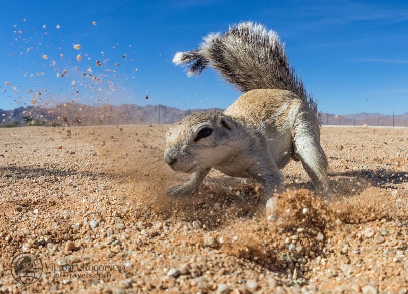 Пустынные кенгуровые крысы