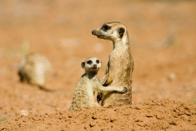 Животные пустыни сурикаты