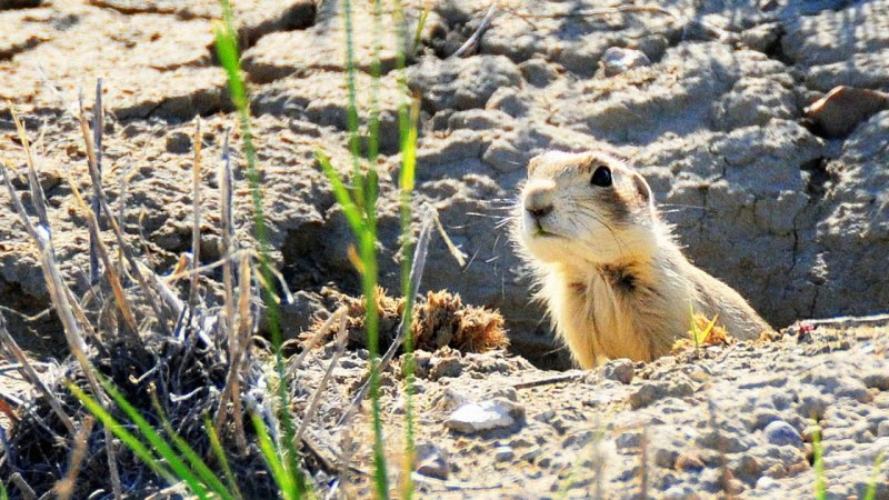 Суслик тонкопалый (Spermophilopsis Leptodactylus)