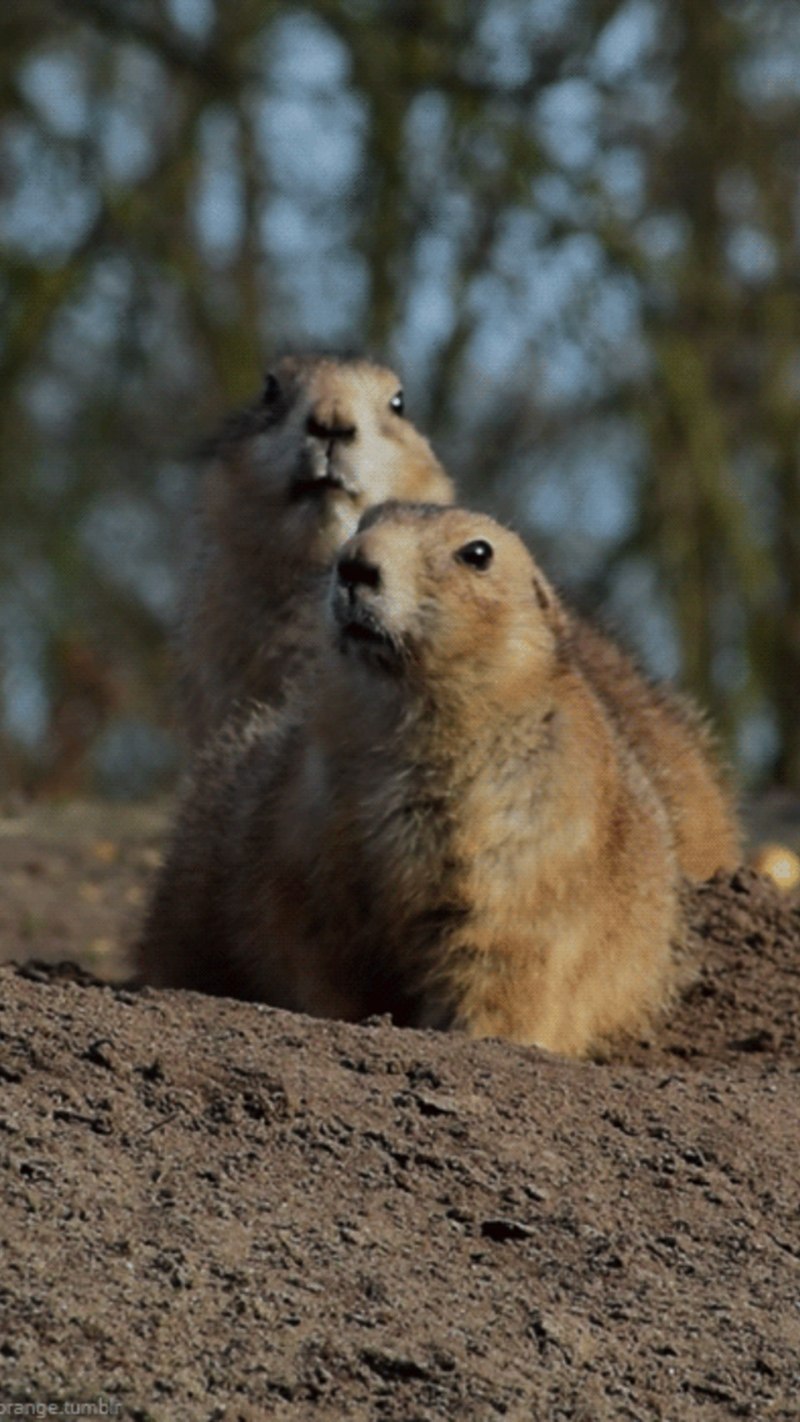 Антилоповый суслик Харриса