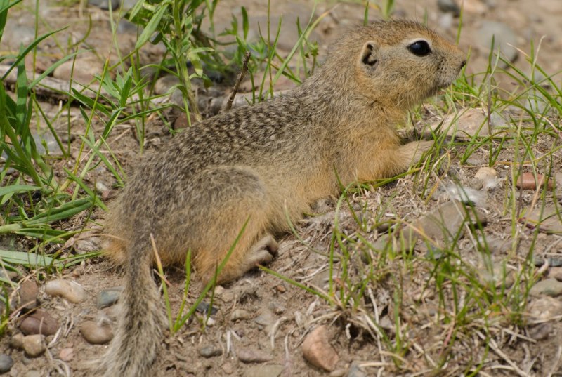 Луговые собачки смешные
