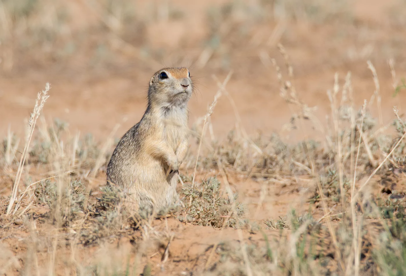 Белый суслик