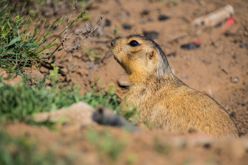 Сурикат бейби