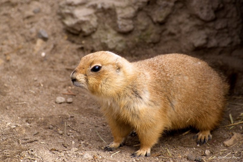 Капская Земляная белка
