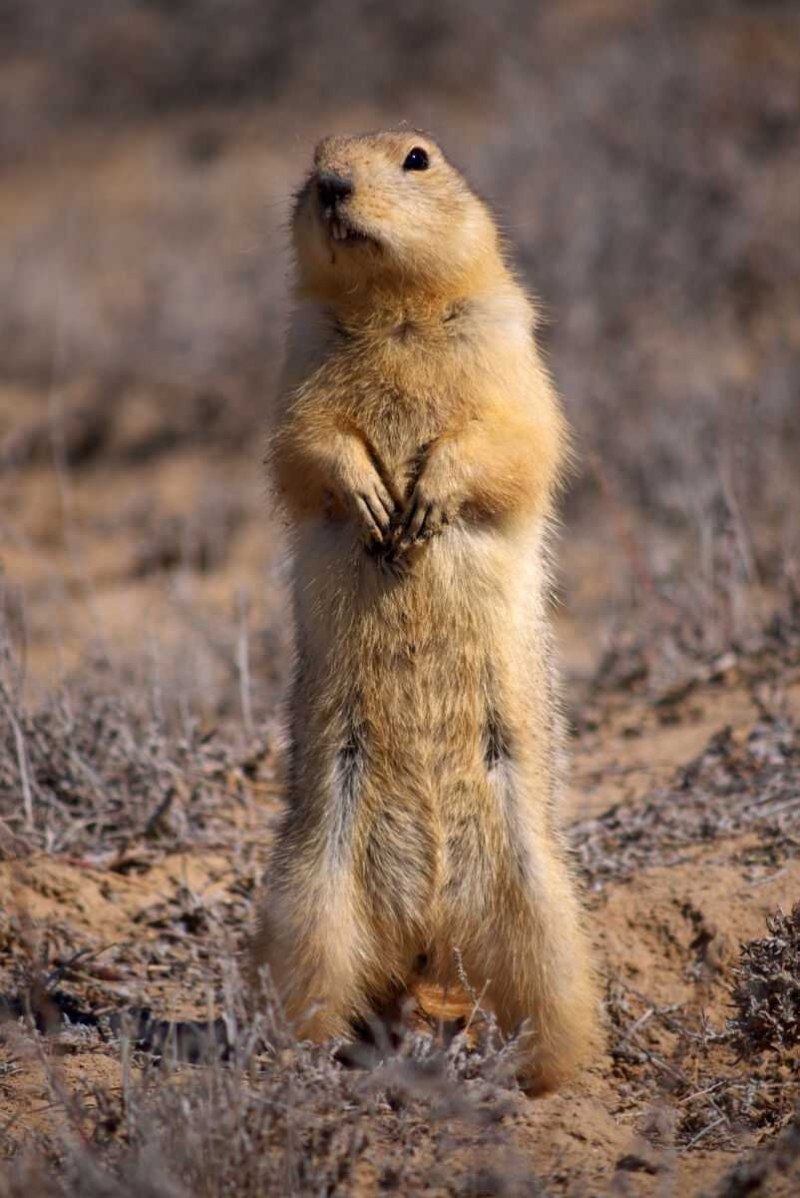 Prairie Dog — Луговая собачка