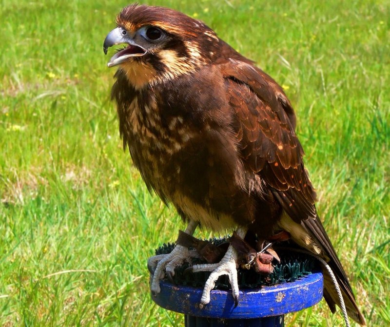 Коричневый Сокол Сокол