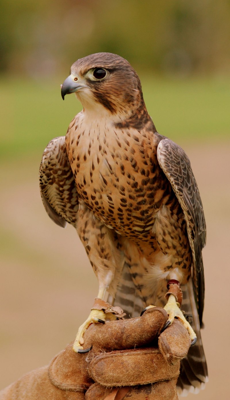 Лунь канюк тетеревятник
