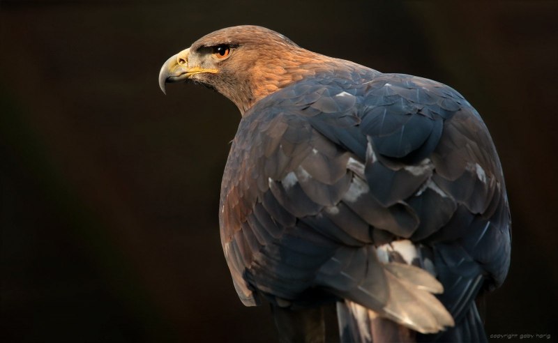 Ястреб орёл Пинскера