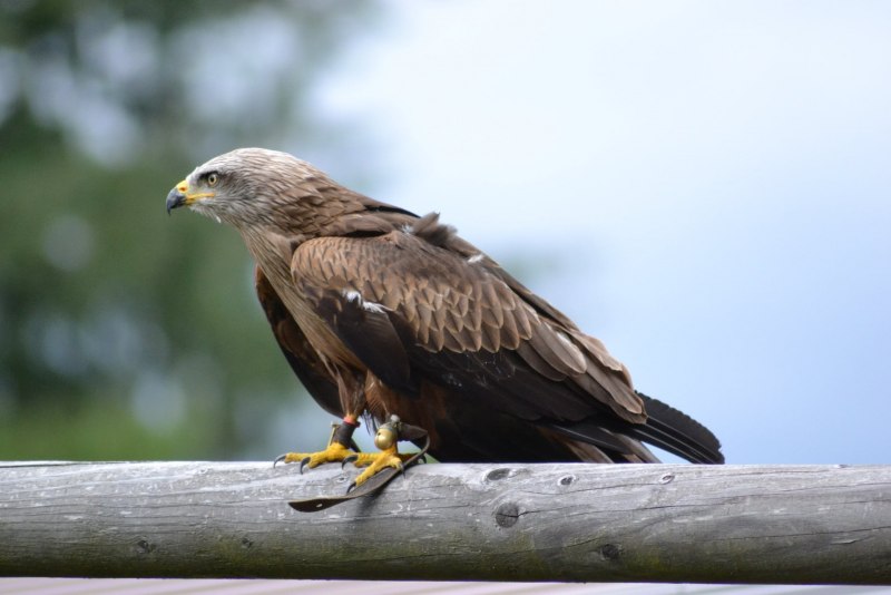 Бурый Сокол птенец