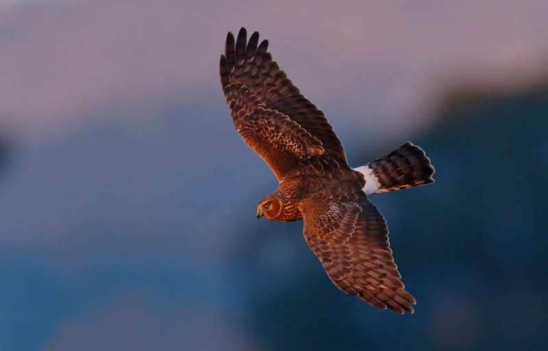 Коричневый Сапсан