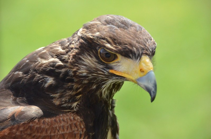 Шулика птица