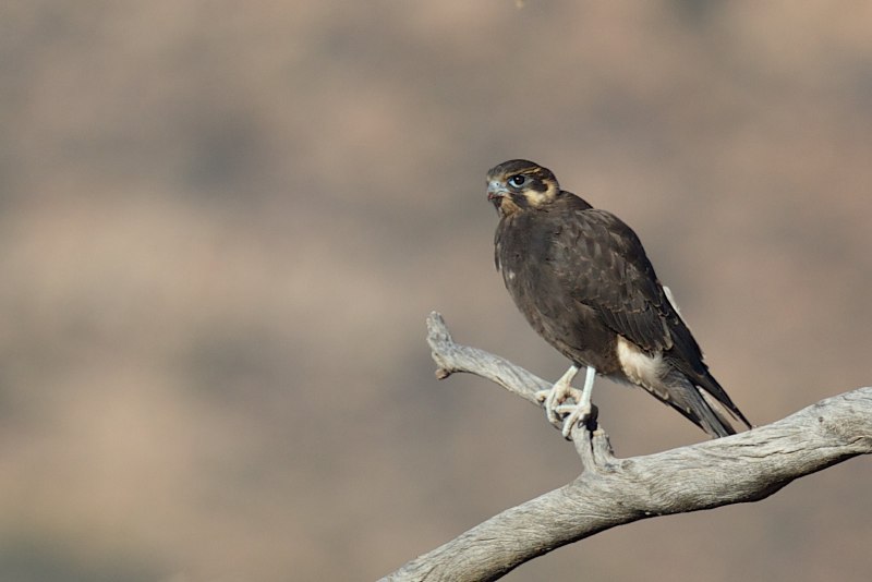 Сокол Пилигрим