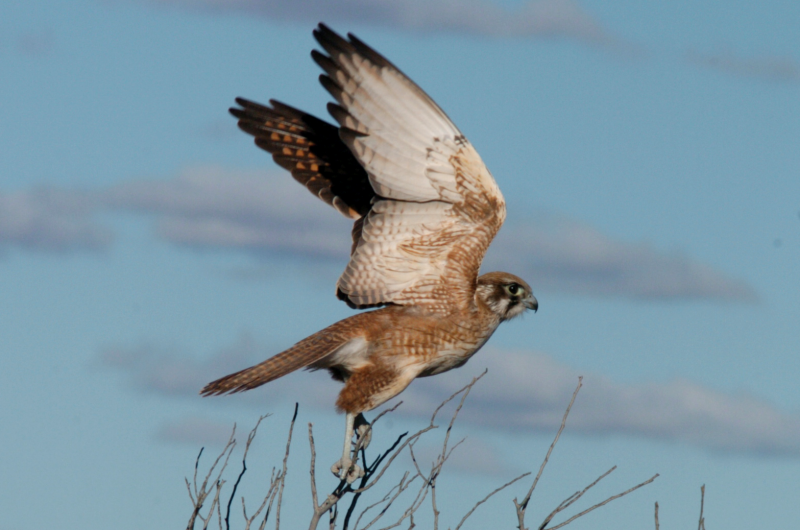 Бурый Сокол фото