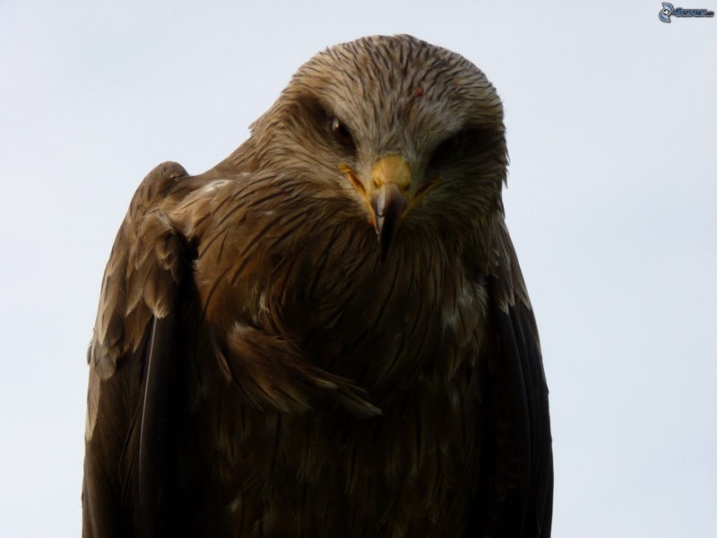 Коричневая хищная птица