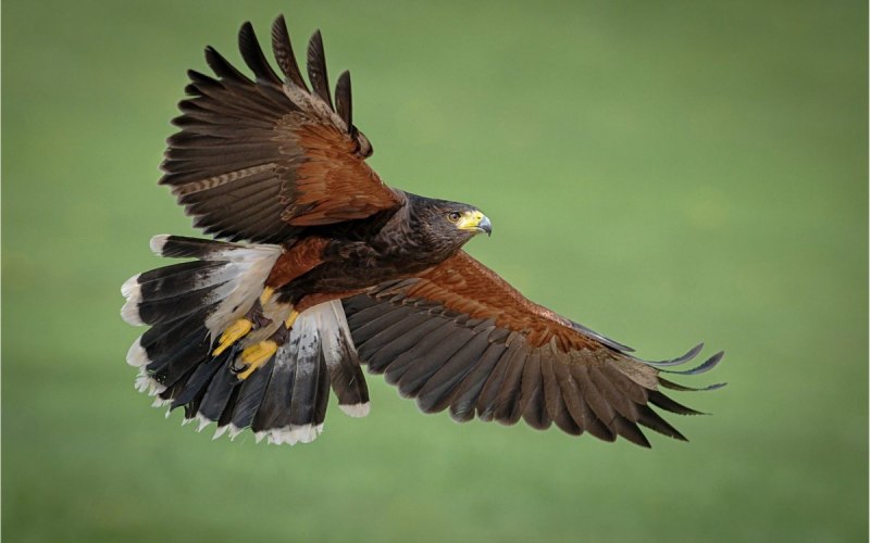 Хищные птицы