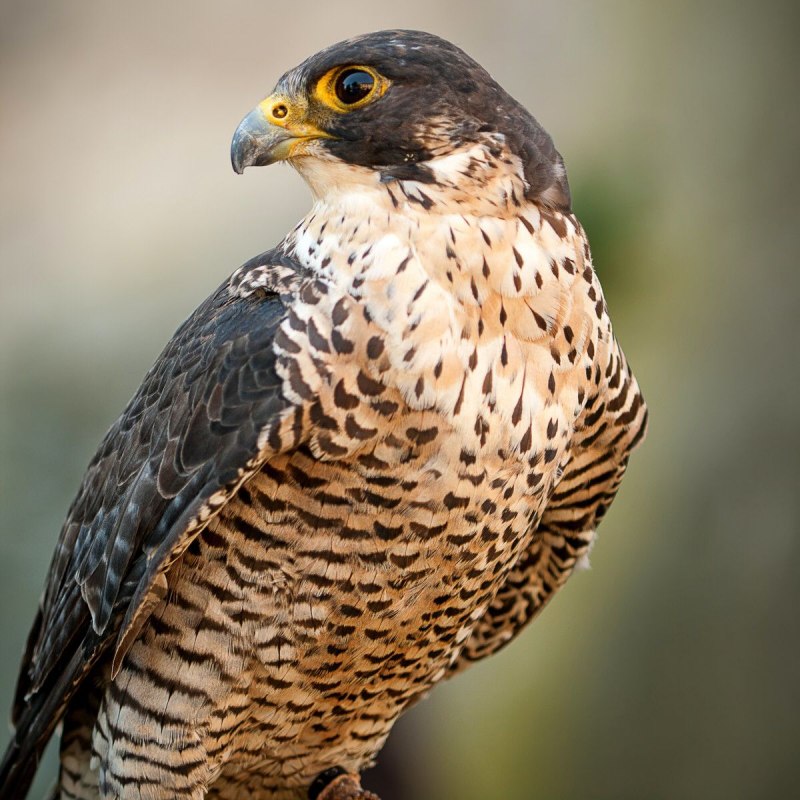 Рыжеголовый Сокол (Шахин)