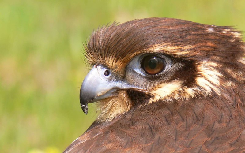 Болотный канюк