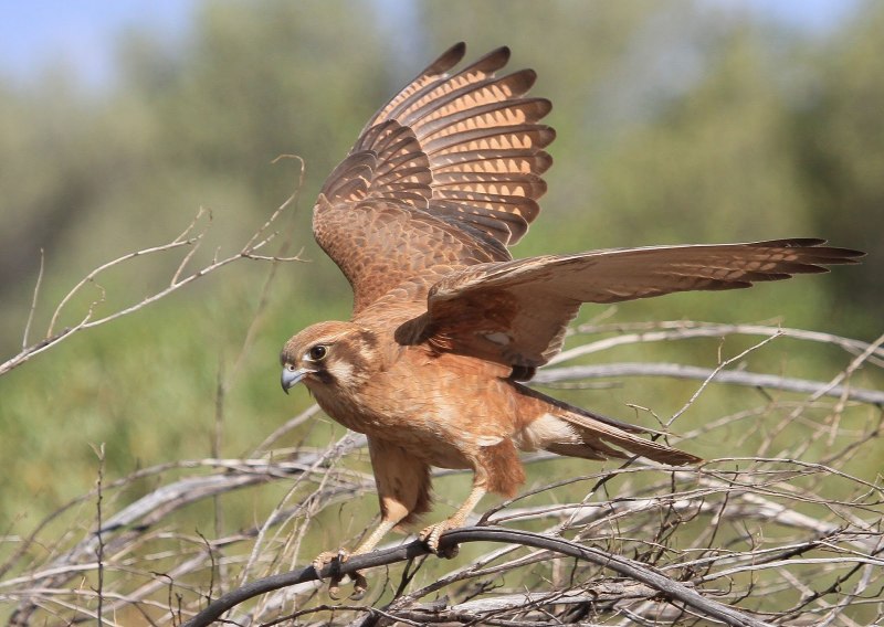Коричневый Сокол Сокол