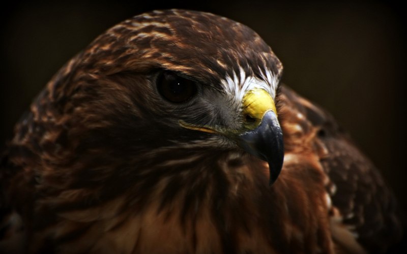 Ястребиный клюв в архитектуре