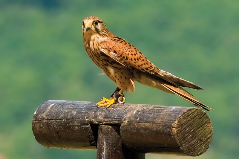 Ястреб коричневый