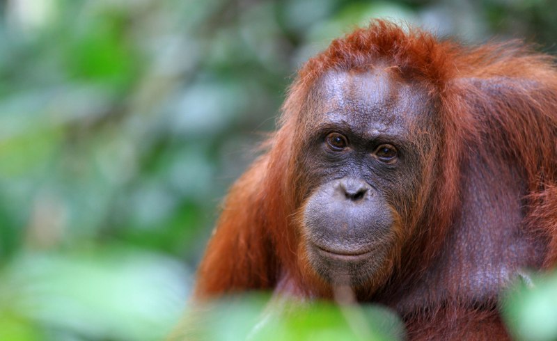 Приматы орангутанг