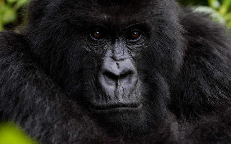 Орангутанг Ревун