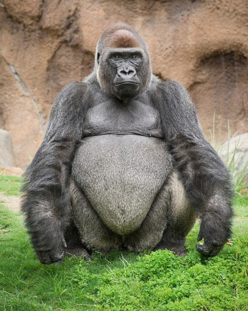 Горилла великан