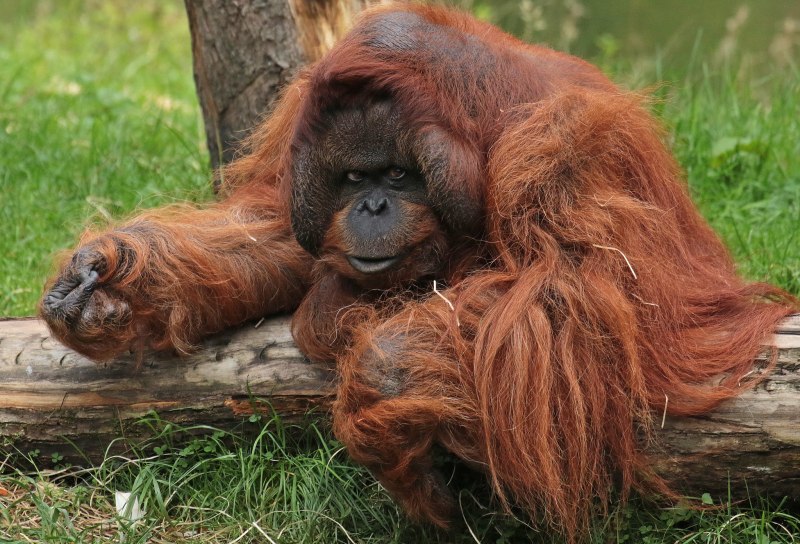 Орангутан Джакарта Джим