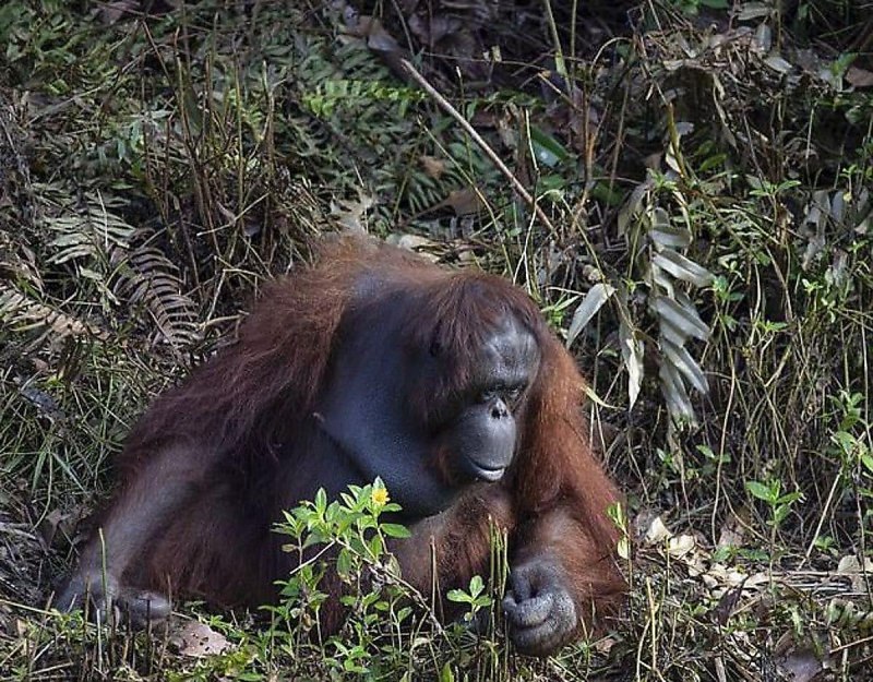 Обезьяна орангутан
