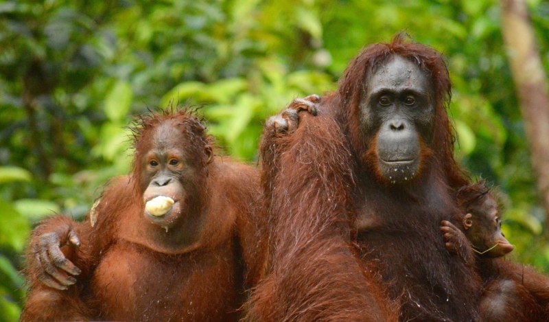 Борнейский орангутан