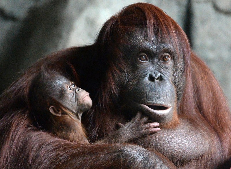 Сумаранский оргуниант