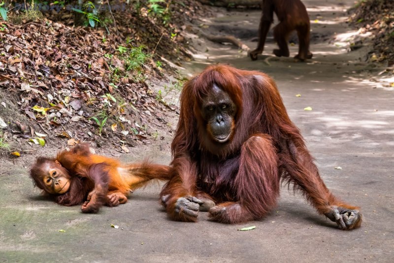 Суматранский орангутанг самец