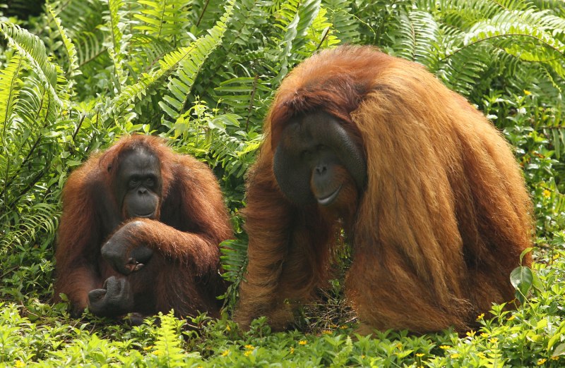 Орангутан Сэнди