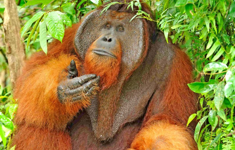 Есть ли у орангутанга хвост