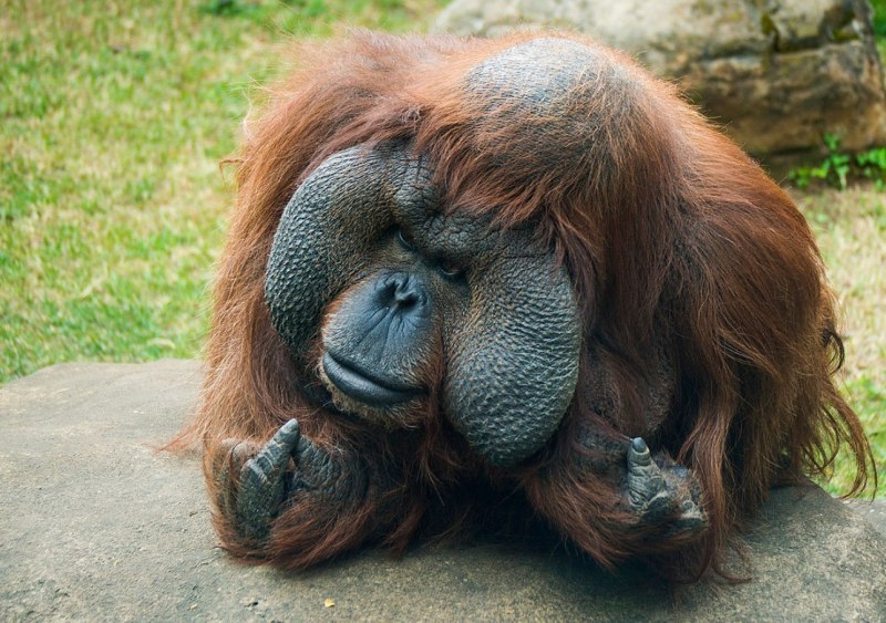 Орангутан спит