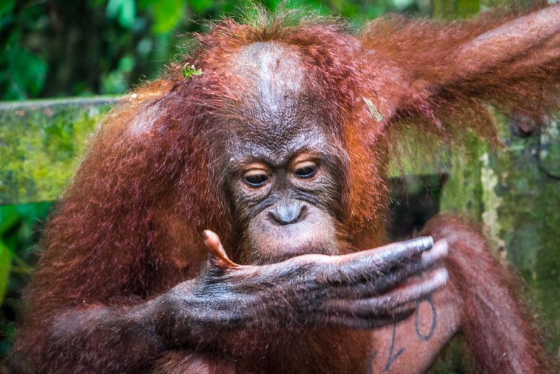 Горилла Исабукуру