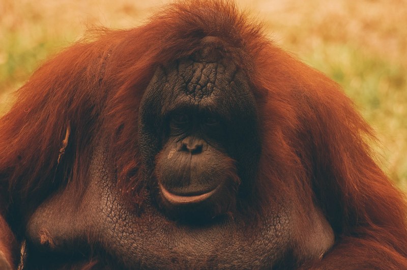 Смешные обезьяны на рабочий стол